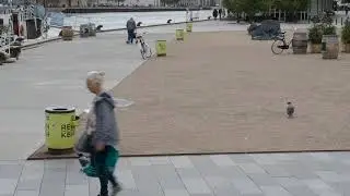 Engle med næb