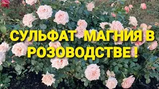 Thoughts Out Loud. Part 3. Magnesium Sulfate for Roses!