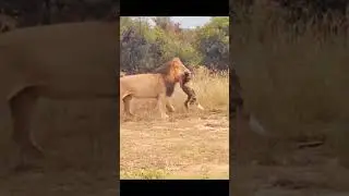 Male Lion vs Wild Dogs Fight #shortvideo