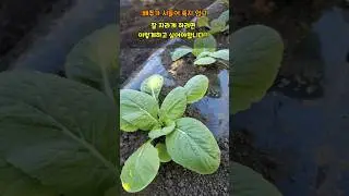 배추/무가 시들어 죽지 않고 잘 자라게 하려면 이렇게 꼭 셔야합니다 #배추농사