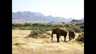 La Namibie veut sacrifier 83 éléphants contre la sécheresse