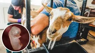 Breeding our MINIATURE goat (with Artificial Insemination) PART 1
