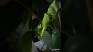 Новый листок монстеры 🍀🍀🍀🍀🍀🍀🍀🍀🍀🍀