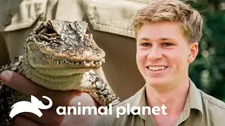 Um pequeno jacaré será o sucessor de André no crocoliseu | A Família Irwin | Animal Planet Brasil