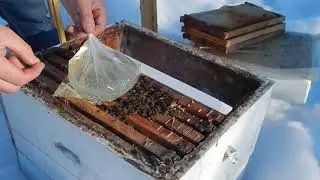 Срочно спасаем пчёл от гибели. Даём ФГС.