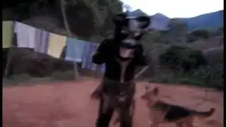 Playtime Wild Furry