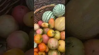 Rainy Harvest #harvest #harvesttime #garden #gardenharvest #growyourownfood #homegardening