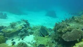 Longfin Spadefish