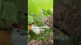 Малина в конце октября