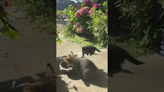 Did you know that kittens are cute?