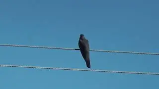 Кукушка