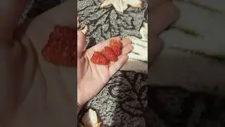 3 акулы у меня в ладони