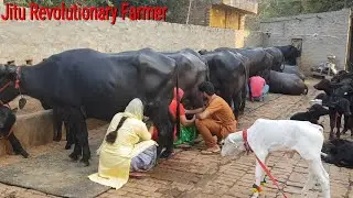 👍PRICE- Rs 85,000 to1,15,000 -8 Murrah Buffaloes- Sold to BUYER from ANDHRA PRADESH👍