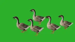 Walking Ducks!!on green screen no copyright with sounds full HD