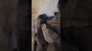 Щенки малинуа литера 