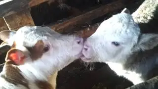 Тёлочки целуются...
