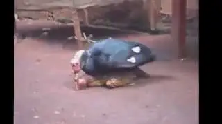 Смешное видео Смотреть приколы Такого я еще не видел!