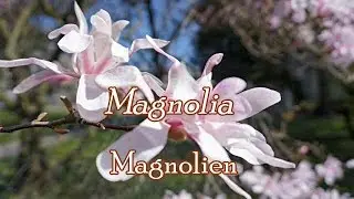 Magnolia flower  /ดอกแม็กโดเลีย /Magdolien