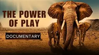 This Animal Could KILL YOU - But It’d Rather Play: The Power of Play DOCUMENTARY