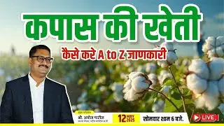 How to cultivate cotton A to Z information kapas ki kheti