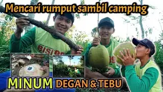 Mencari rumput sambil camping minum degan bersama DANANG PUTRA DEWA🤤