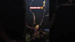 Aquarium dengan penghuni baru