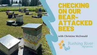Checking on our bear-attacked bees
