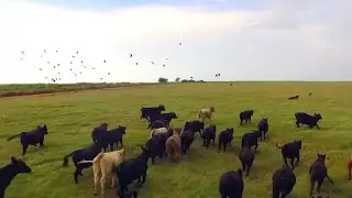 Drone created a stampede!
