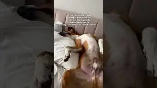 Reminders for Dog Parents Who Are Struggling