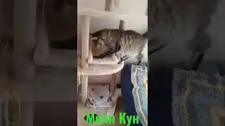 Мейн Кун. Котенку исполнился 1 годик! 😻 