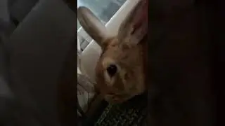 у нас новый друг.