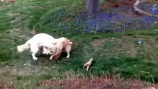 Golden Retriever Puppy Rumble
