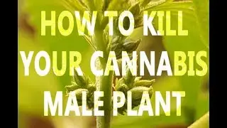 HOW TO KILL YOUR CANNABIS MALE PLANT