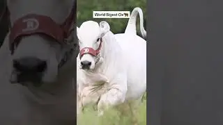 World Biggest Ox