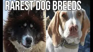TOP 10 Rarest Dog Breeds | Rare Dog breeds | pets & animals point:
