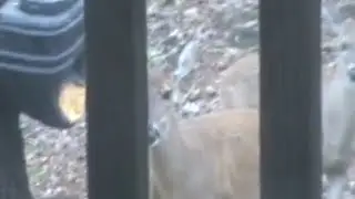 Deer in our village!