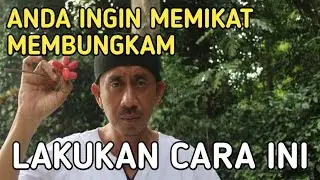 MEMIKAT DAN MEMBUNGKAM MEDIABUAH TANGKIL