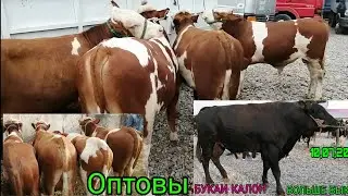 Молбозори Душанбе нархи Букаи калон ва букача гусалаи бе оча