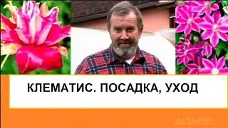 Клематис. Посадка и уход