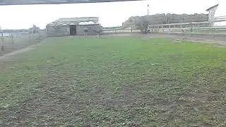 ostriches