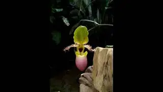 Paphiopedillum glaucophyllum