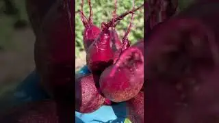 Свёкла через рассаду!