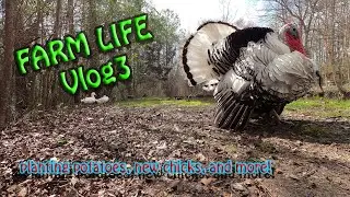 Farm Life Vlog3-planting potatoes-new baby chicks-working in our yarden paradise!!