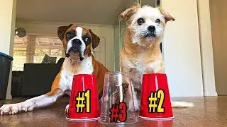 Rescued Dogs IQ Tested: Try not to laugh  (funny animals)