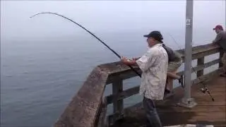 Ventura pier fishing - Miles Knox and his Pinback shark.
