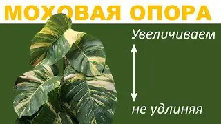 МОХОВАЯ ОПОРА (ТОТЕМ) для эпипремнума: удлиняем для укоренения верхушки. Наполнение опоры