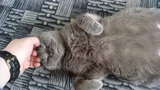 PREGNANT CAT - Day 63