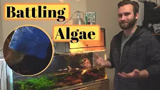 Maintaining a Turtle Tank - Understanding Algae