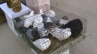 Ярмарка голубей г.Славянск-на-Кубани 17.03.2024г. 7часть