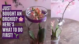 First steps after buying an orchid: Unboxing & health check guide!